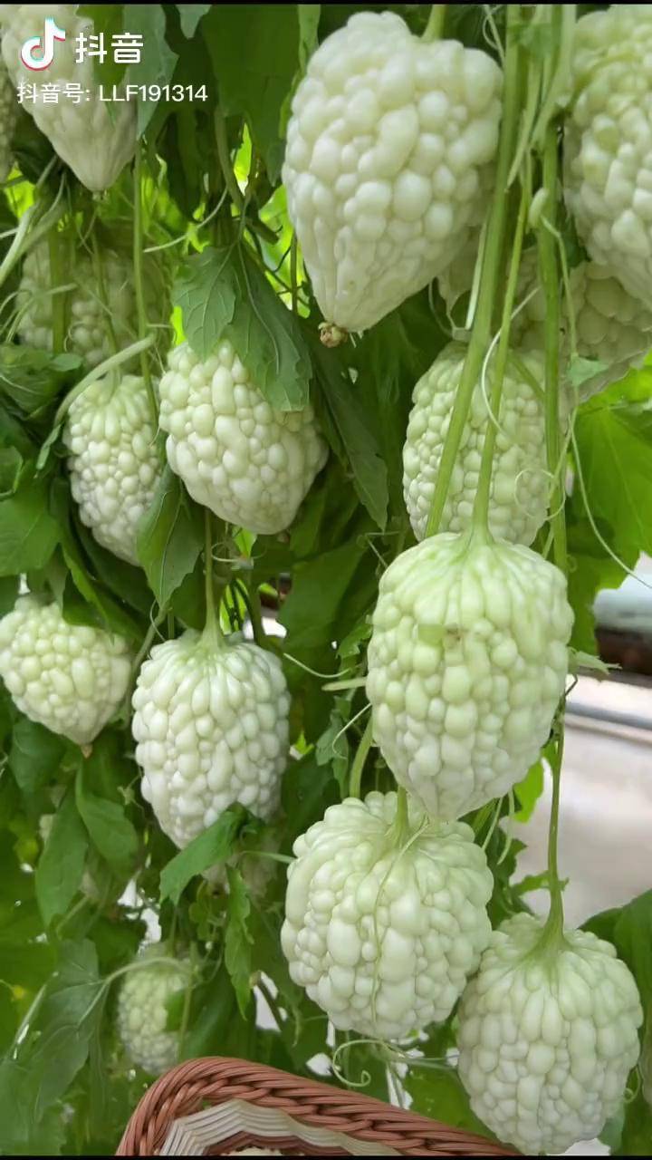 苹果苦瓜种植方法种菜