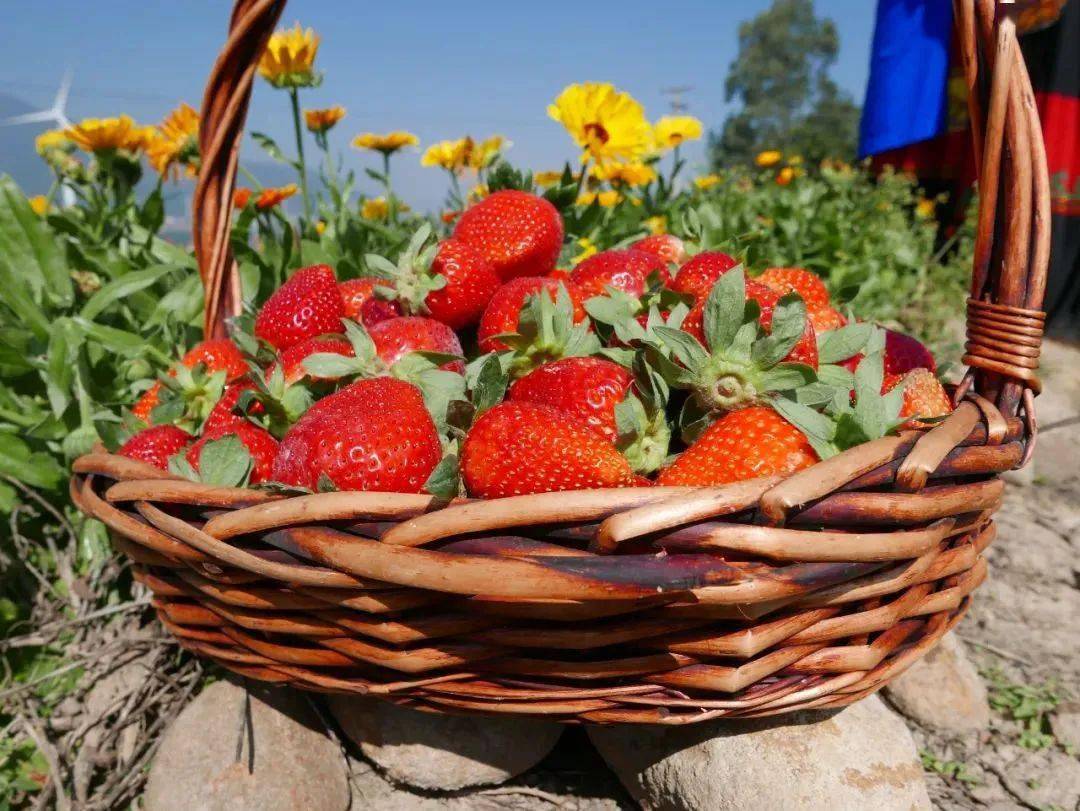 甜了顾客富了农民德昌草莓