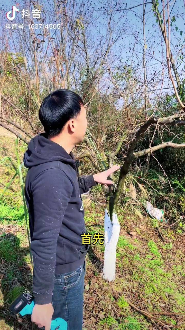 背上枝尽量不要也不要过多短截果树修剪新农人计划2021抖音年度新农人