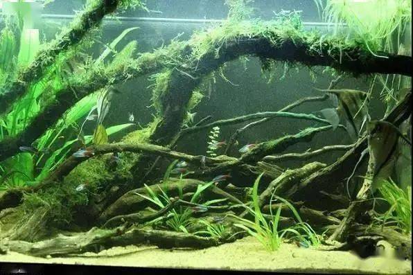 原生造景缸看看国外大神如何还原神秘的南美河域