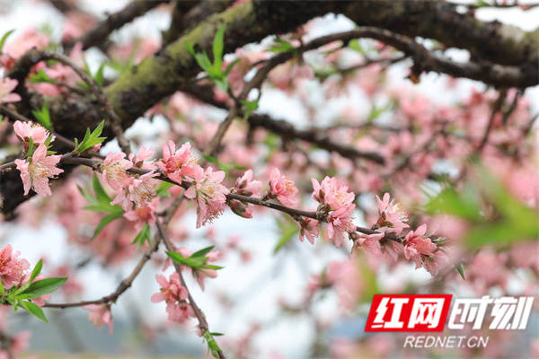 井村|江永：春来桃花开满山