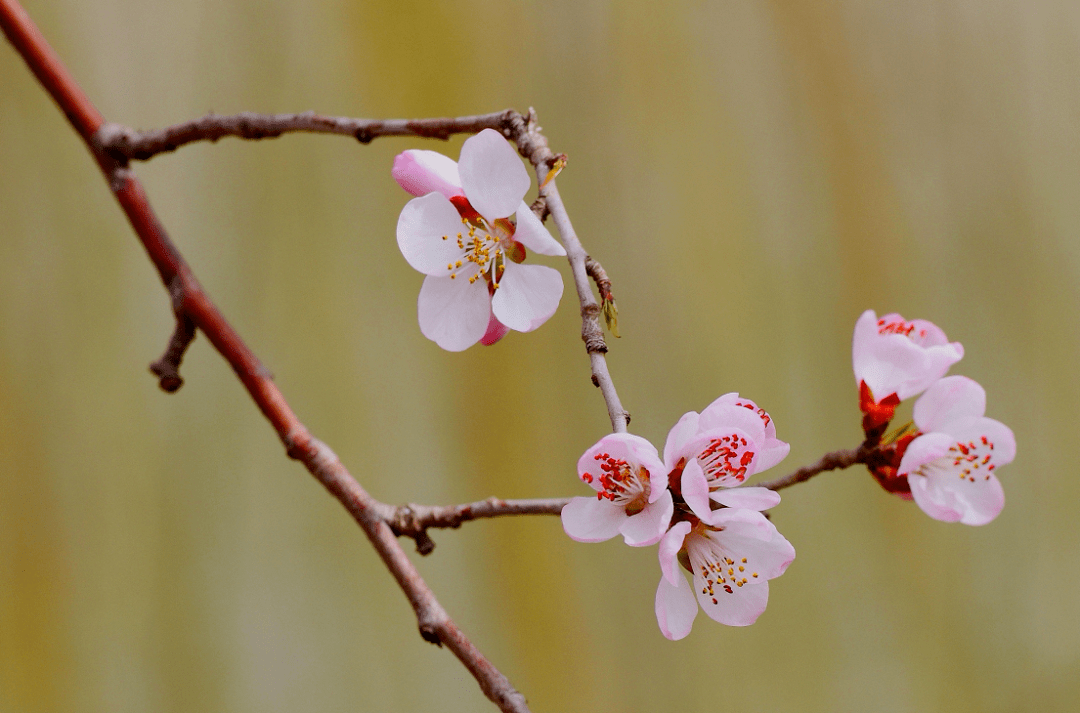 云赏桃花这个春天和桃花来一场飞花令