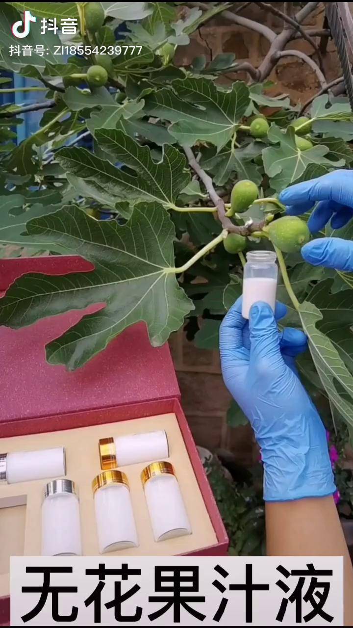 神奇的无花果苗果子采摘汁液入药dou小助手波姬红无花果苗