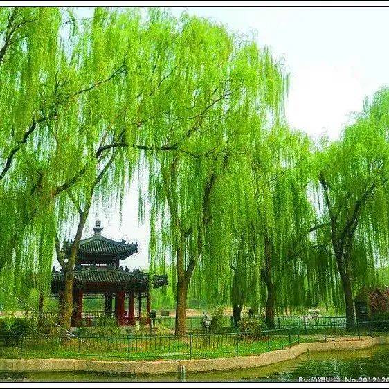 垂柳，万条垂下绿丝绦_垂柳