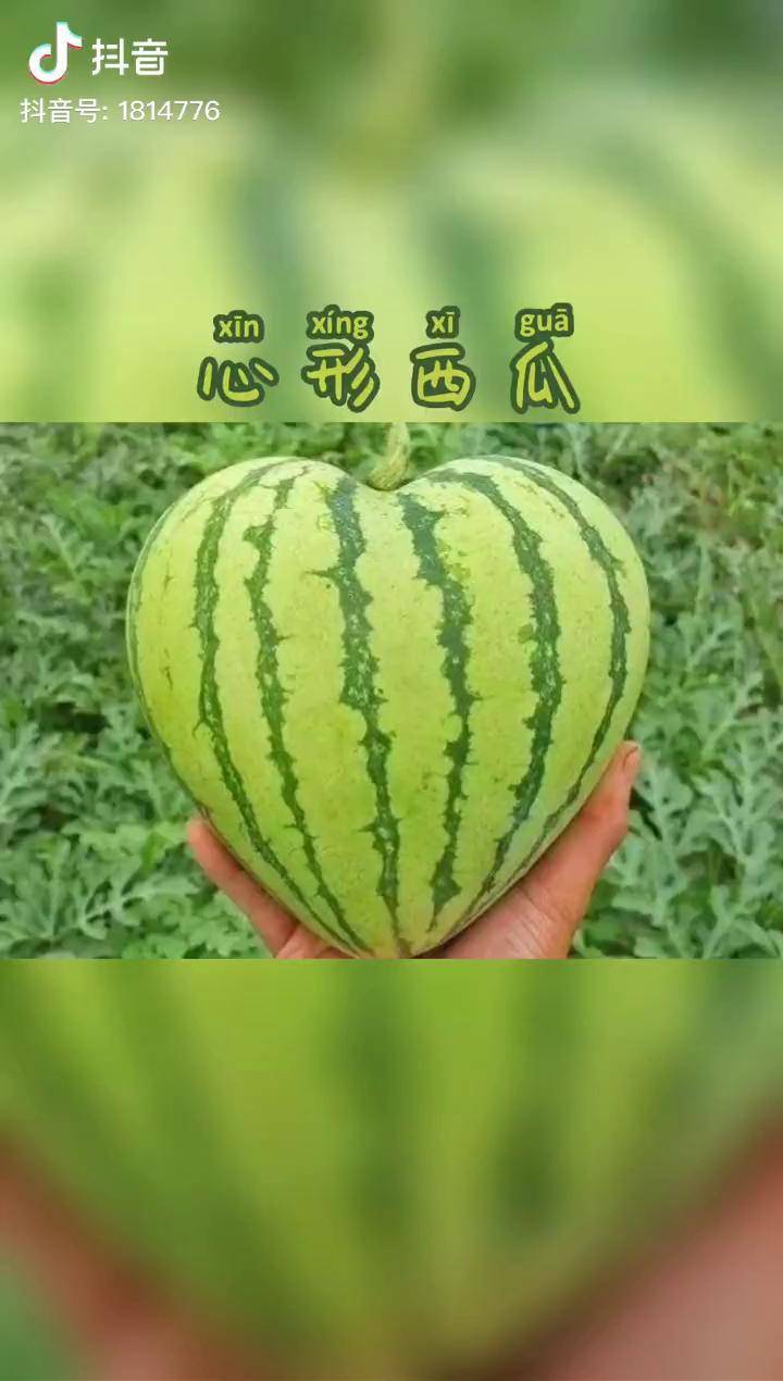 心形西瓜是瓜更是创意满满的都是爱咬一口都是爱你的形状好有爱你要来