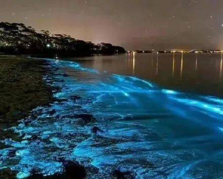 图片来源网络专家提醒夜光藻在海水里有一定粘稠度密集区海水偏碱性有