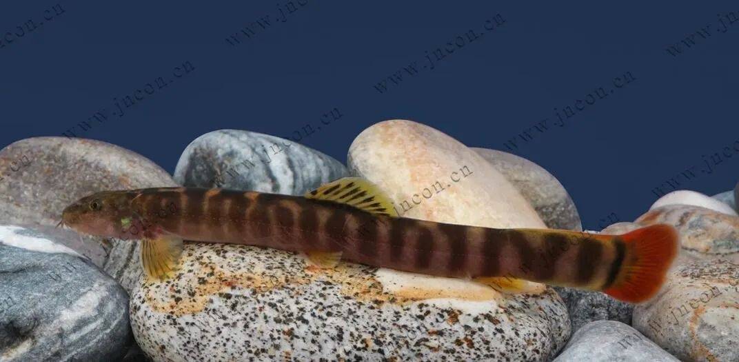 刺鳅雌雄分辨图片