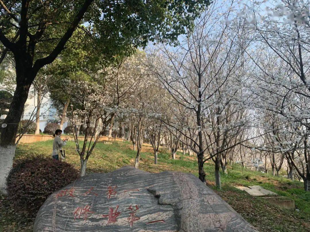 武汉一大学千余株樱花树进入盛花期组图共赏