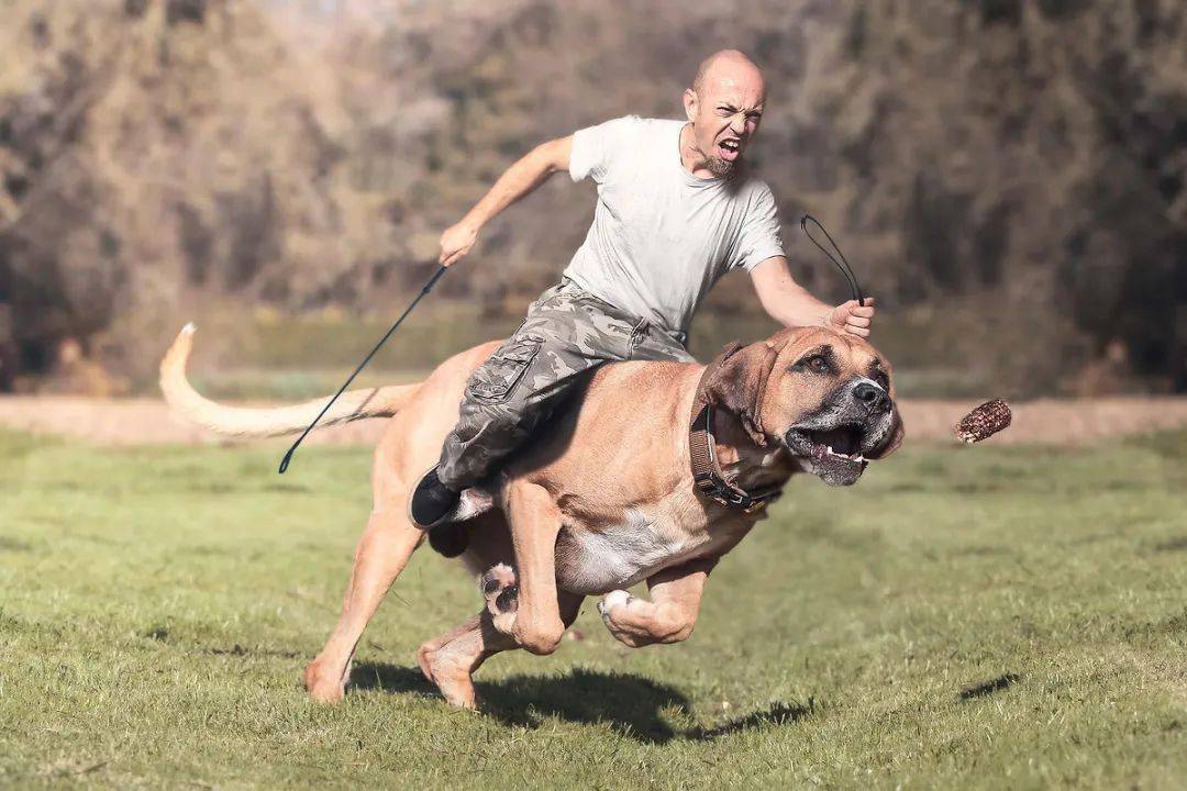 川崎造了一只可以骑的羊_机械_修狗_进行