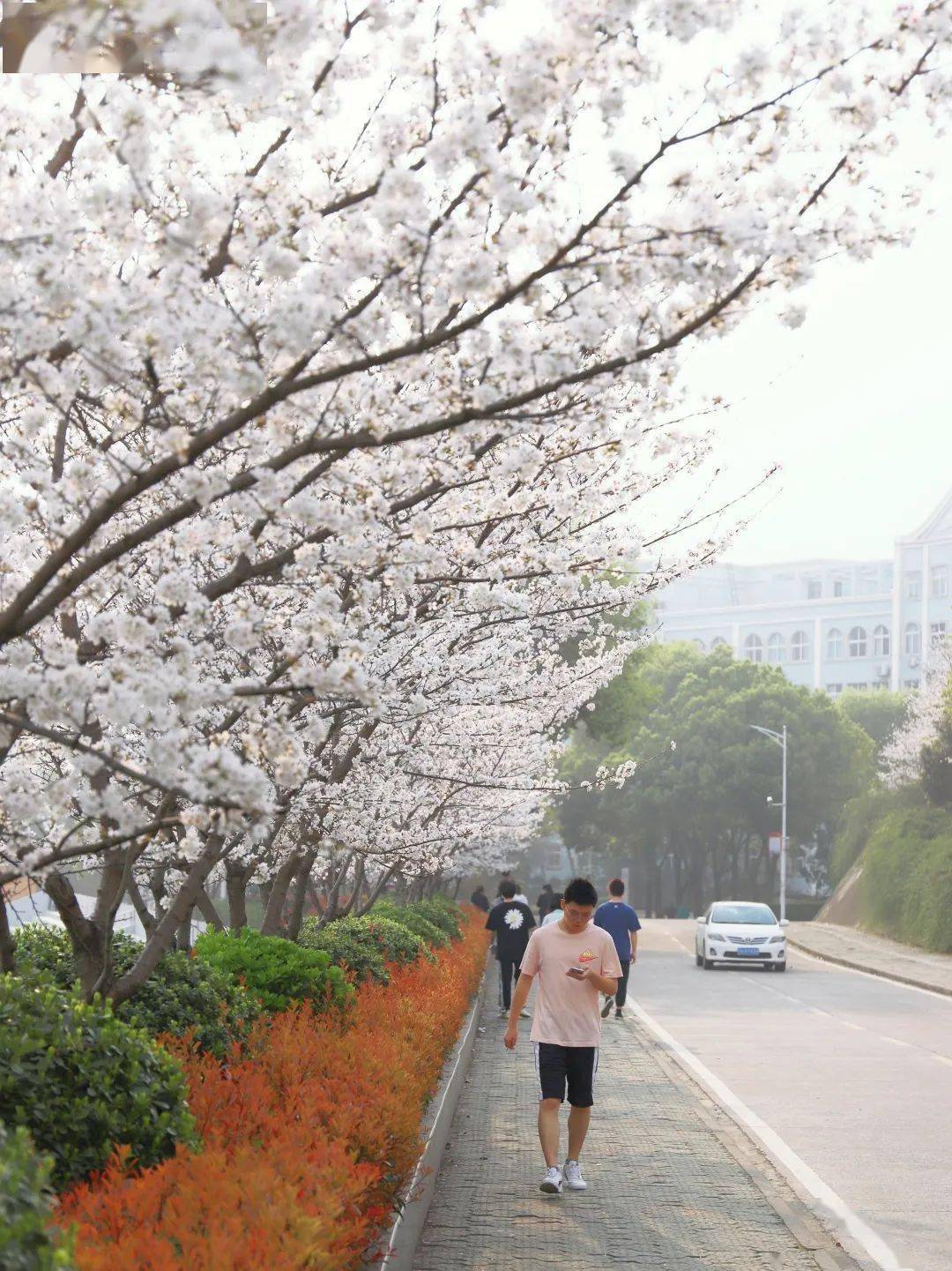 武汉一大学千余株樱花树进入盛花期组图共赏