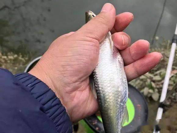 白條殺手再現釣魚江湖釣友一下午收穫了二十多斤的白條魚