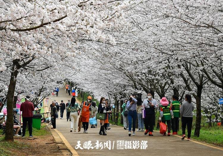 湖畔|红枫湖畔樱花园 千朵万朵压枝低