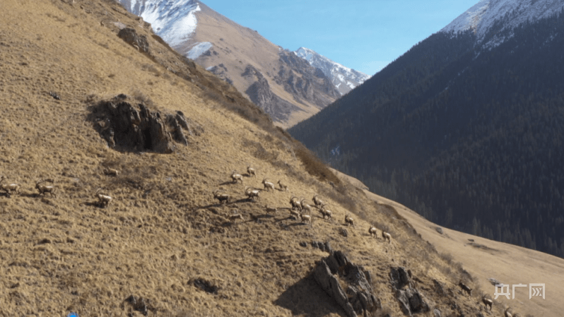 新疆|新疆昭苏：峭壁上跃动的“北山羊”