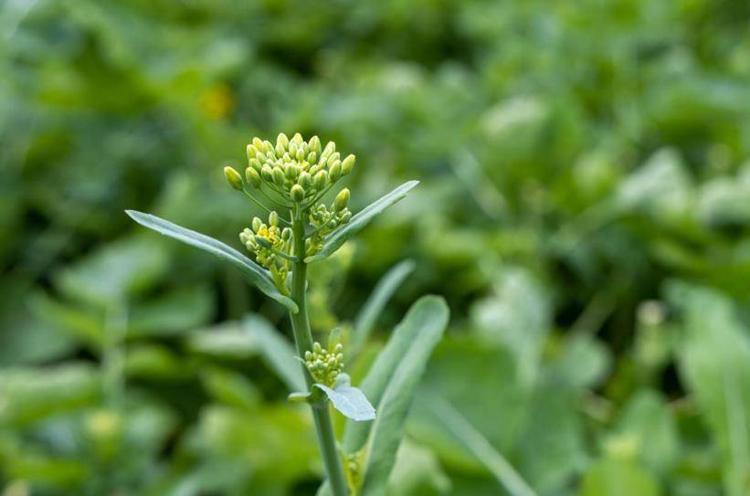 韶關仁化粵油系油菜薹試種成功菜農笑逐顏開忙豐收