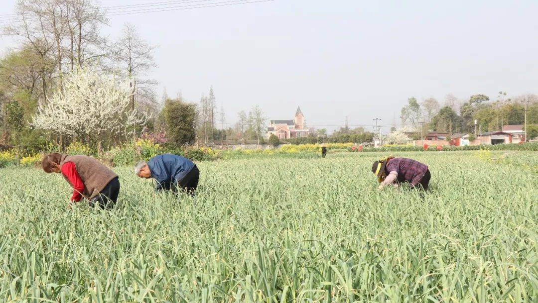 在洛水镇家灵村村民陈嘉芝的田地里,她和亲友们穿梭在绿油油的蒜田间