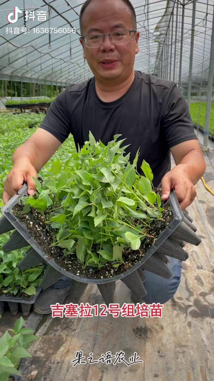 组培吉塞拉12号砧木苗土壤适应性广抗病毒树势强嫁接亲和性更好吉塞拉