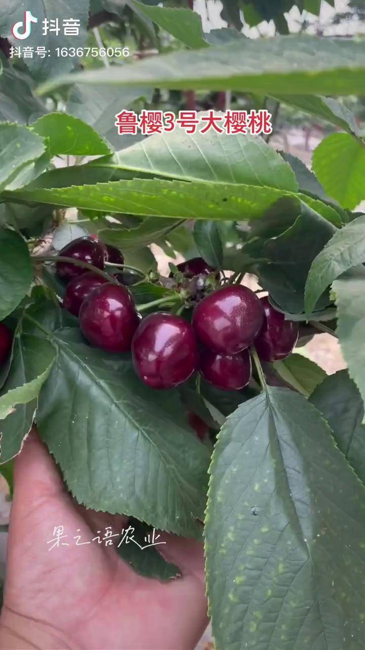 果实成熟期一致,下一代樱桃主栽品种三农 鲁樱三号樱桃苗_鲁樱_樱桃