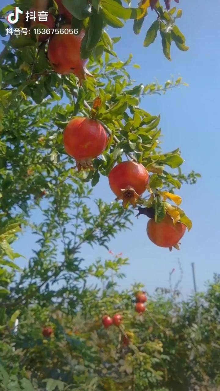 泰山红石榴挂满枝石榴苗