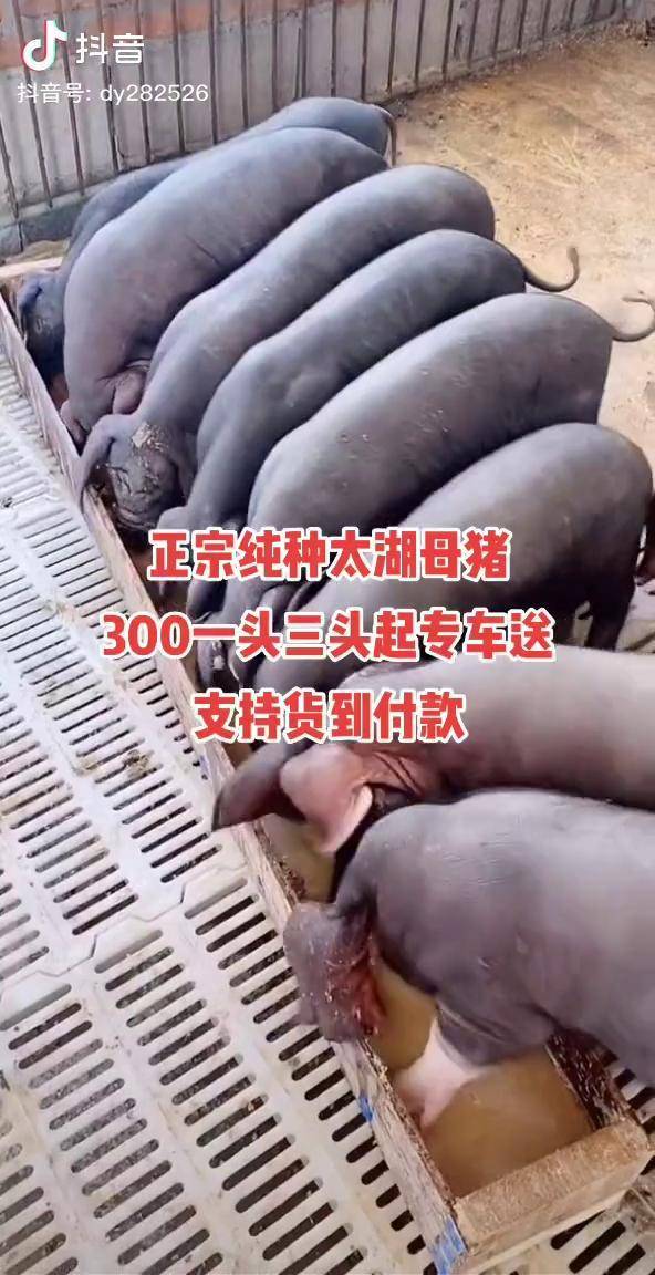 自繁自养太湖母猪原种太湖母猪养猪人加油干特之维农业
