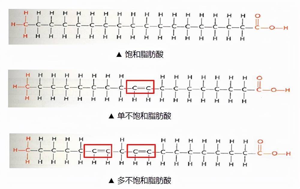 脂肪酸化学结构图片