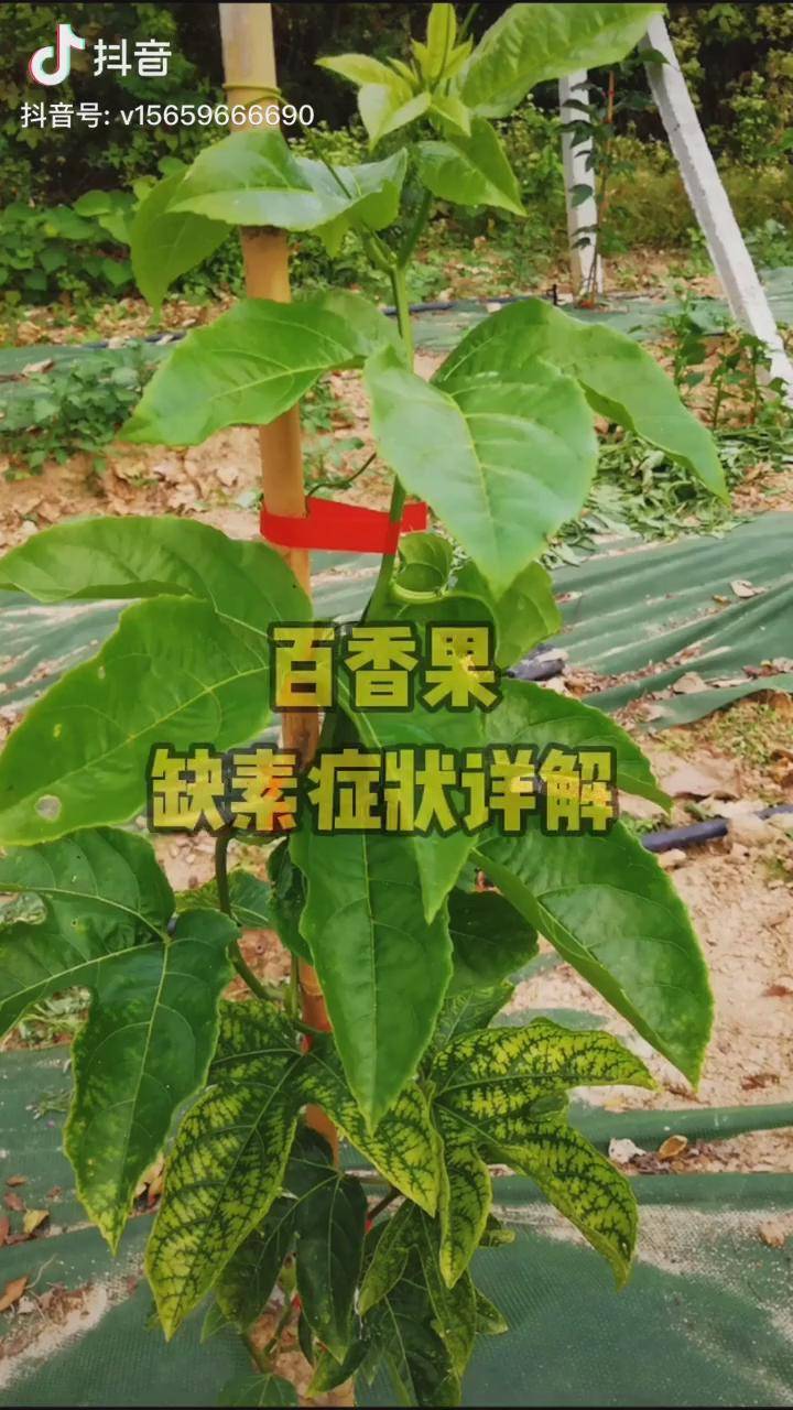 百香果缺素症状详解,老农我闭关修炼20余年,悟出此理,分享给大家,请