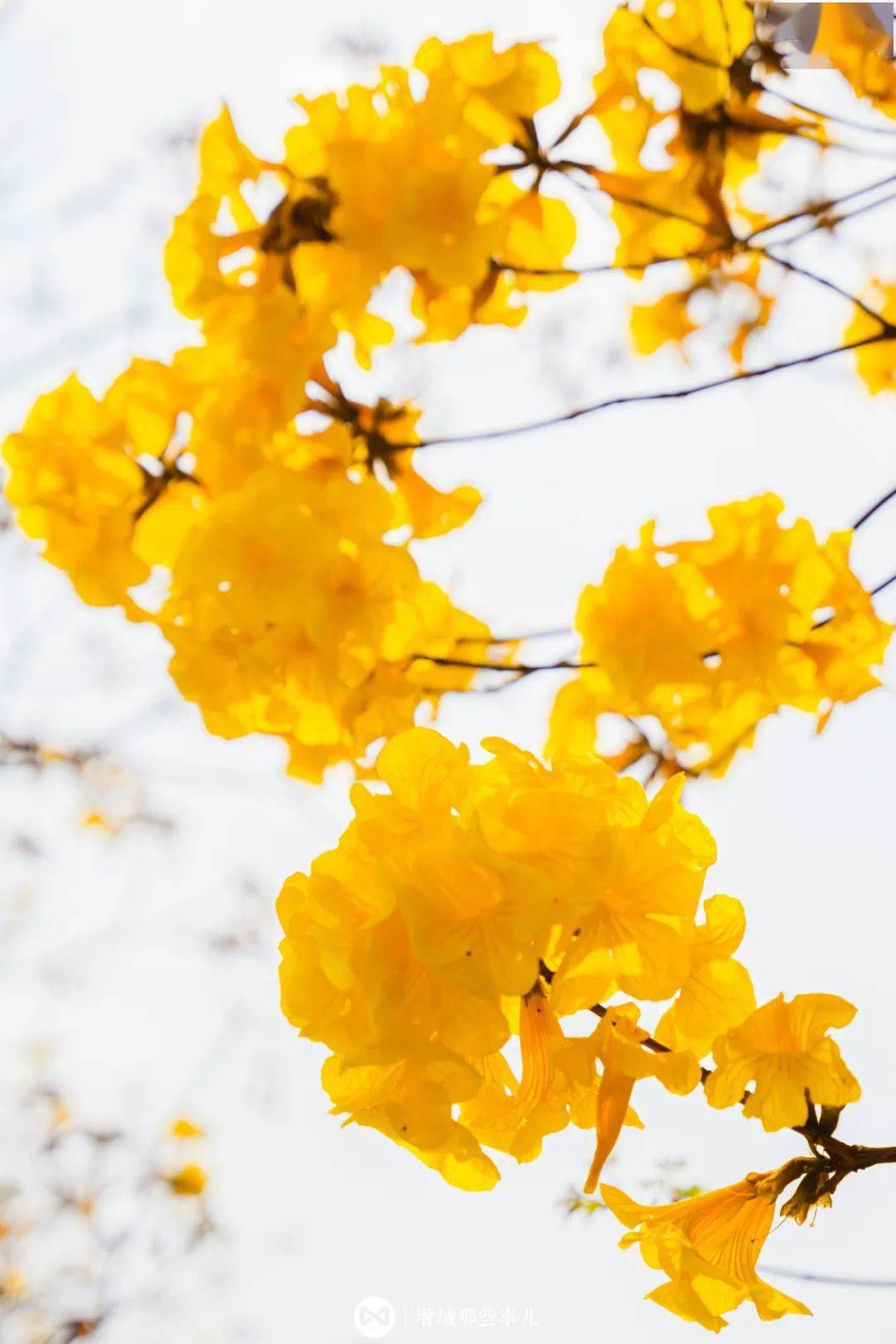 這裡私藏一片黃風鈴花海,驚豔了增城的春天!_黃花風_石灘_文明