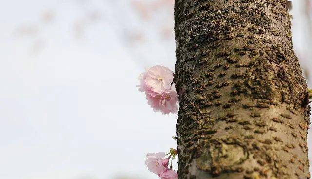 海棠|还分不清樱花品种？这份赏花宝典收好了！