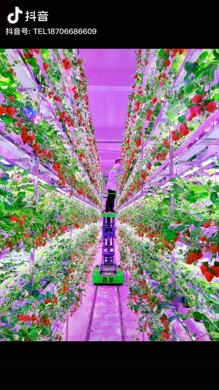 没有见过太阳的草莓你敢吃吗植物工厂草莓采摘