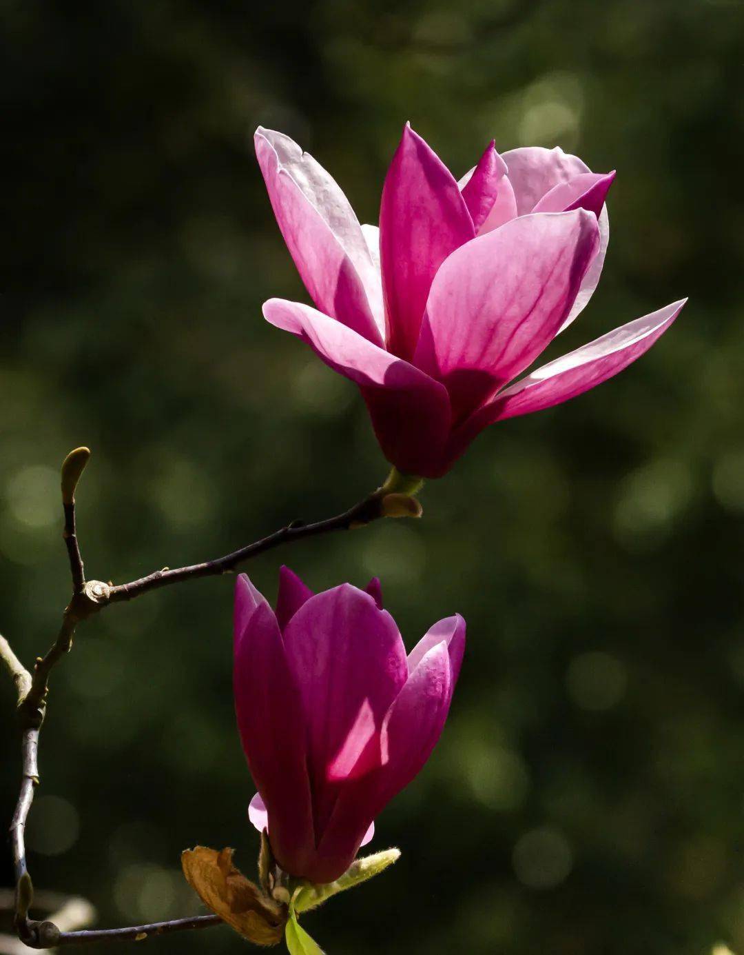 惊艳安顺城区的这种花有千种姿态你可以去这些地方瞄一眼