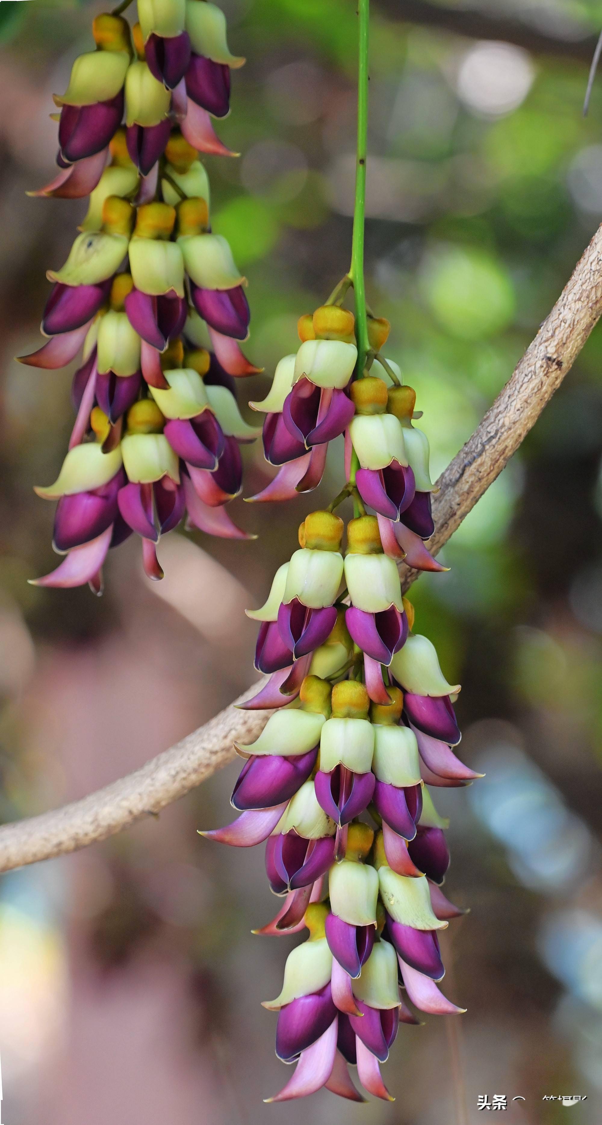 美花欣赏华南农大校园里紫白相间的禾雀花盛开