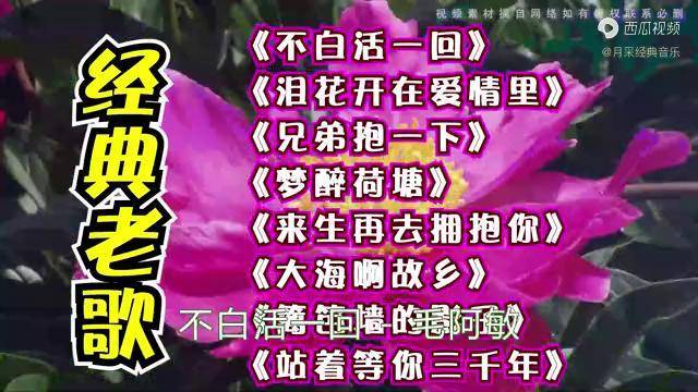 不白活一回泪花开在爱情里兄弟抱一下梦醉荷塘