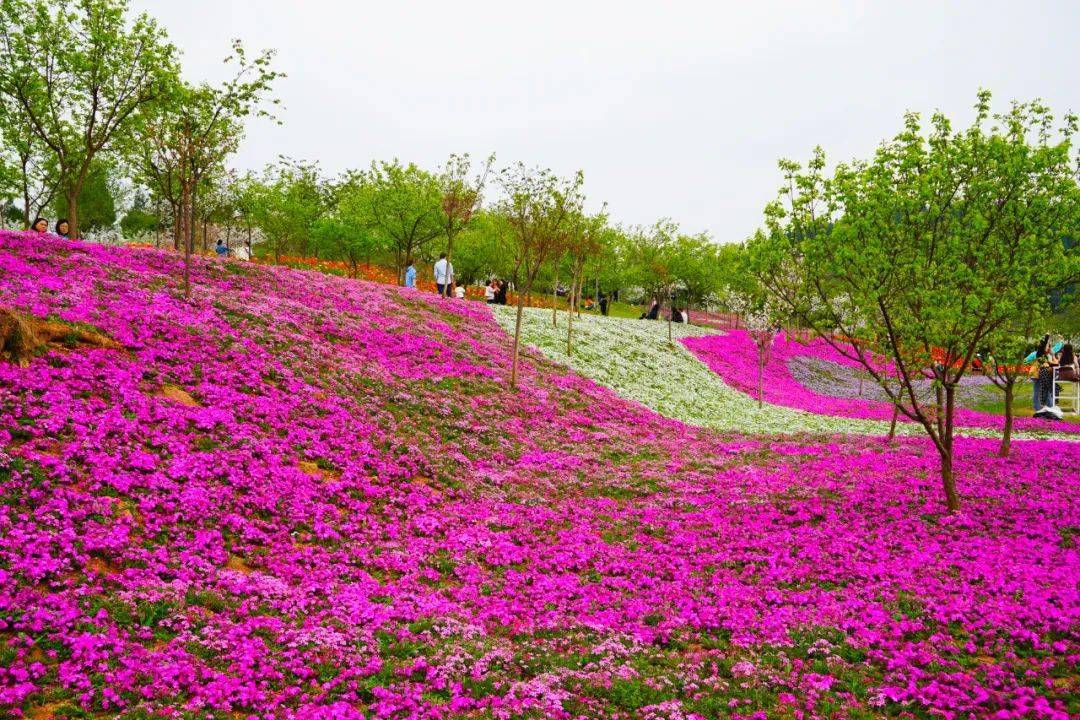 德阳芳菲谷图片