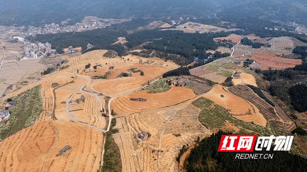 红皮萝卜|新田县骥村镇：打造3000亩“桃花源”助力乡村振兴