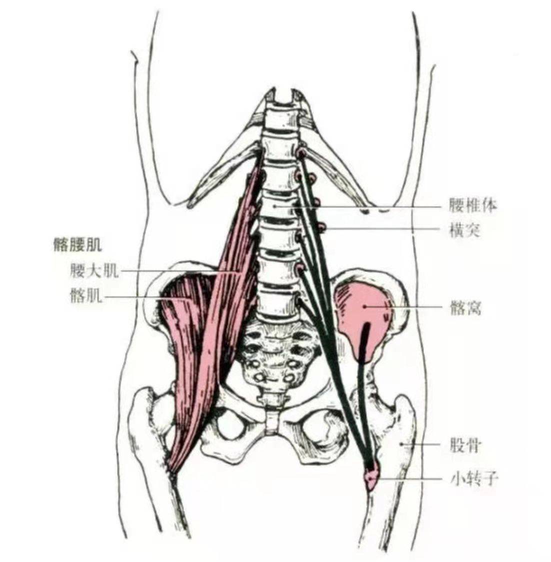 膝盖|涨知识｜膝盖臀部反复酸痛？你忽略了这块小肌肉的训练