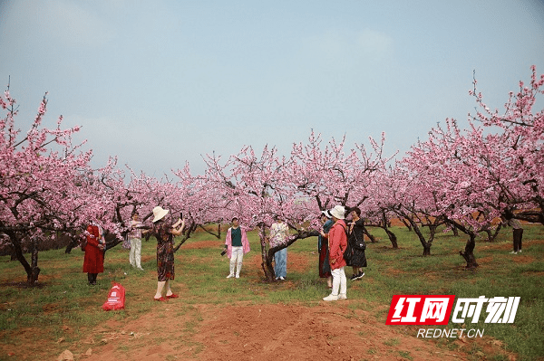 红皮萝卜|新田县骥村镇：打造3000亩“桃花源”助力乡村振兴