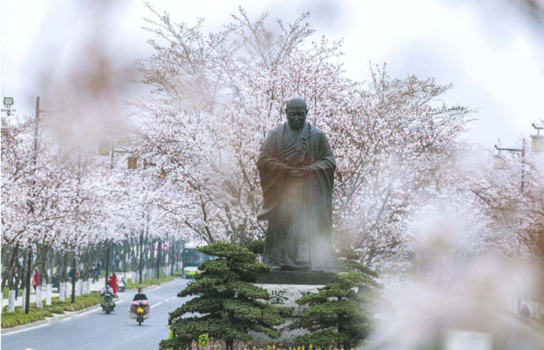 鉴真路樱花开了,我们带你云赏樱_扬州_直播_日本
