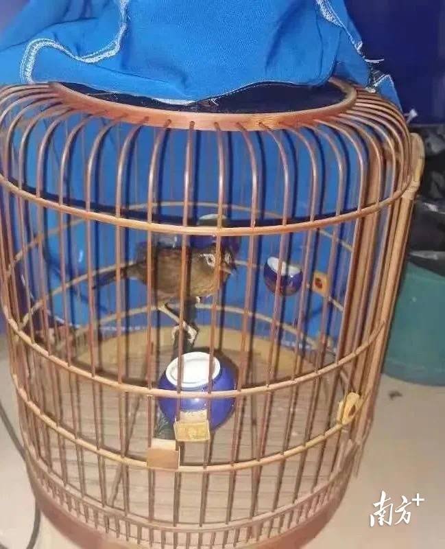 夫妇看病途中顺手牵羊三天后被抓获落网