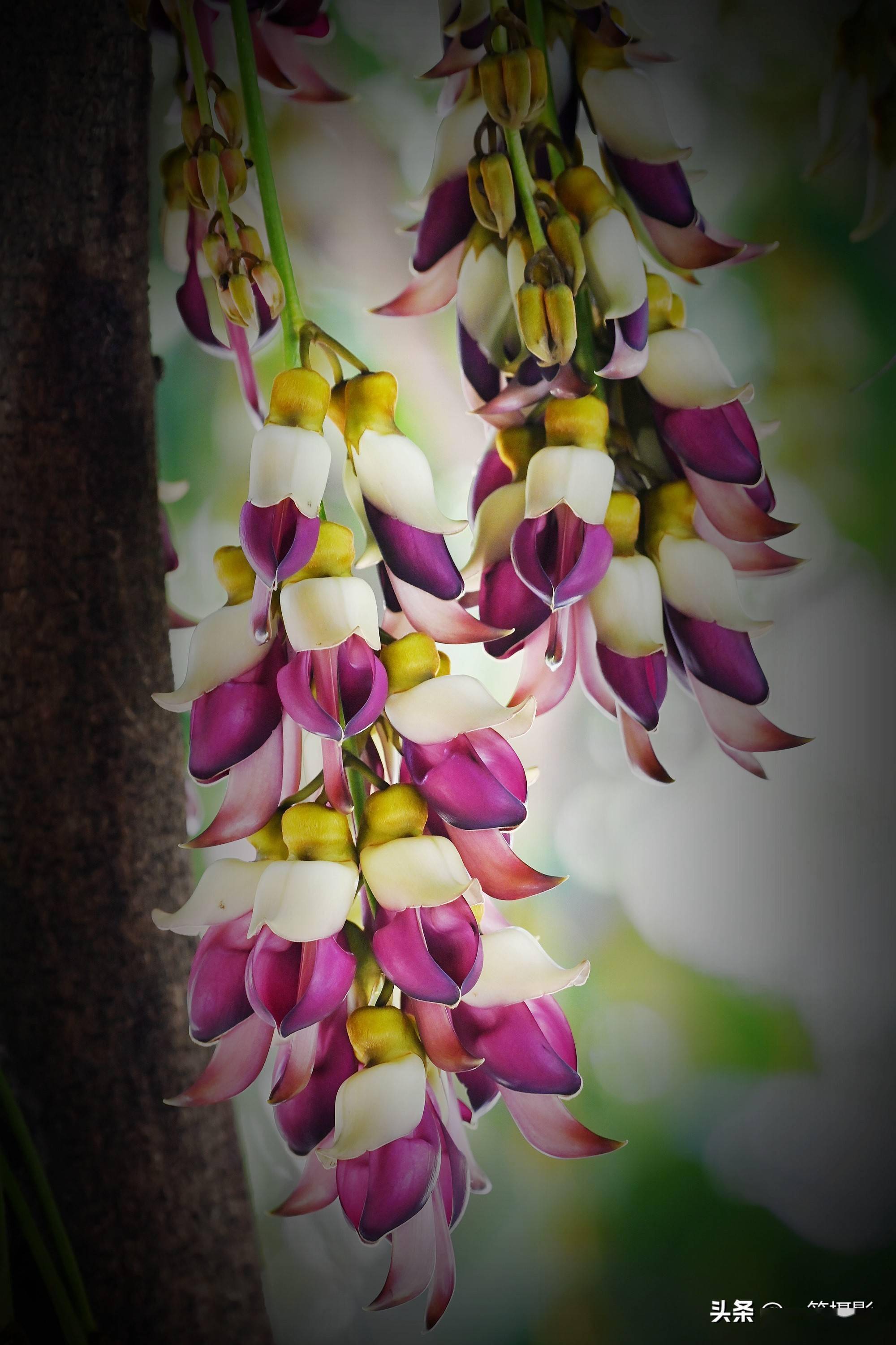 美花欣赏华南农大校园里紫白相间的禾雀花盛开
