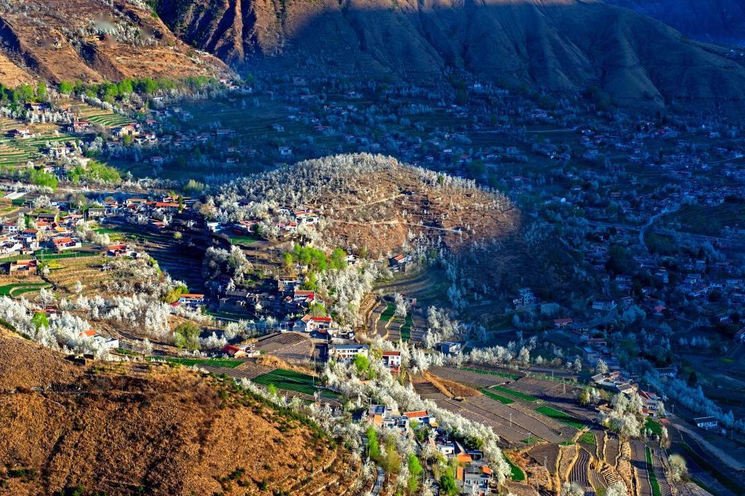 金川县:万亩梨花陆续盛开 游客纷至沓来_核酸_行程_旅游