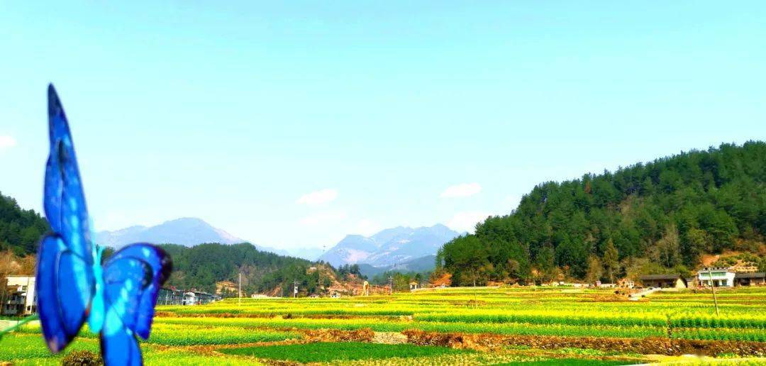 疫情|畅游花海赏美景，快来一饱眼福～