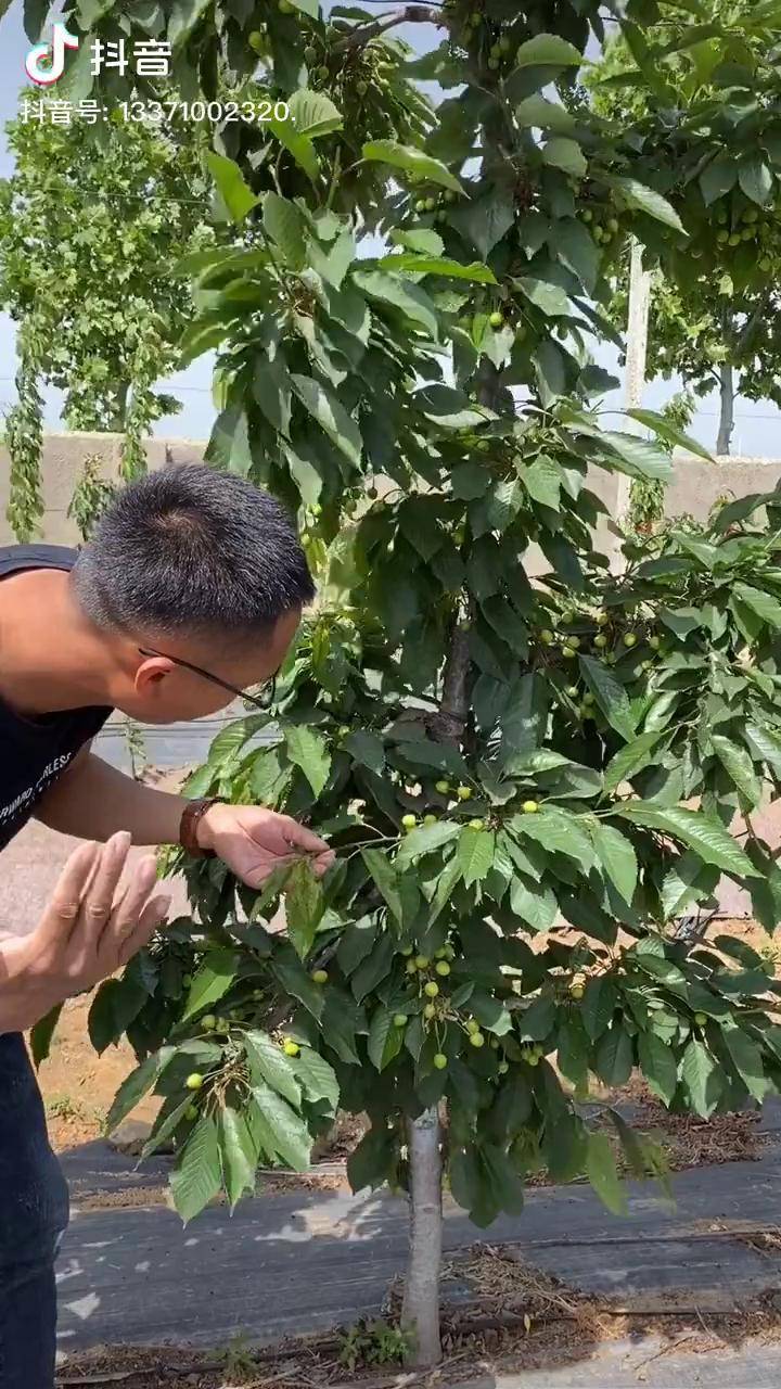 一根棍櫻桃樹掐尖技術時間要掌握好澤雨苗圃櫻桃種植模式