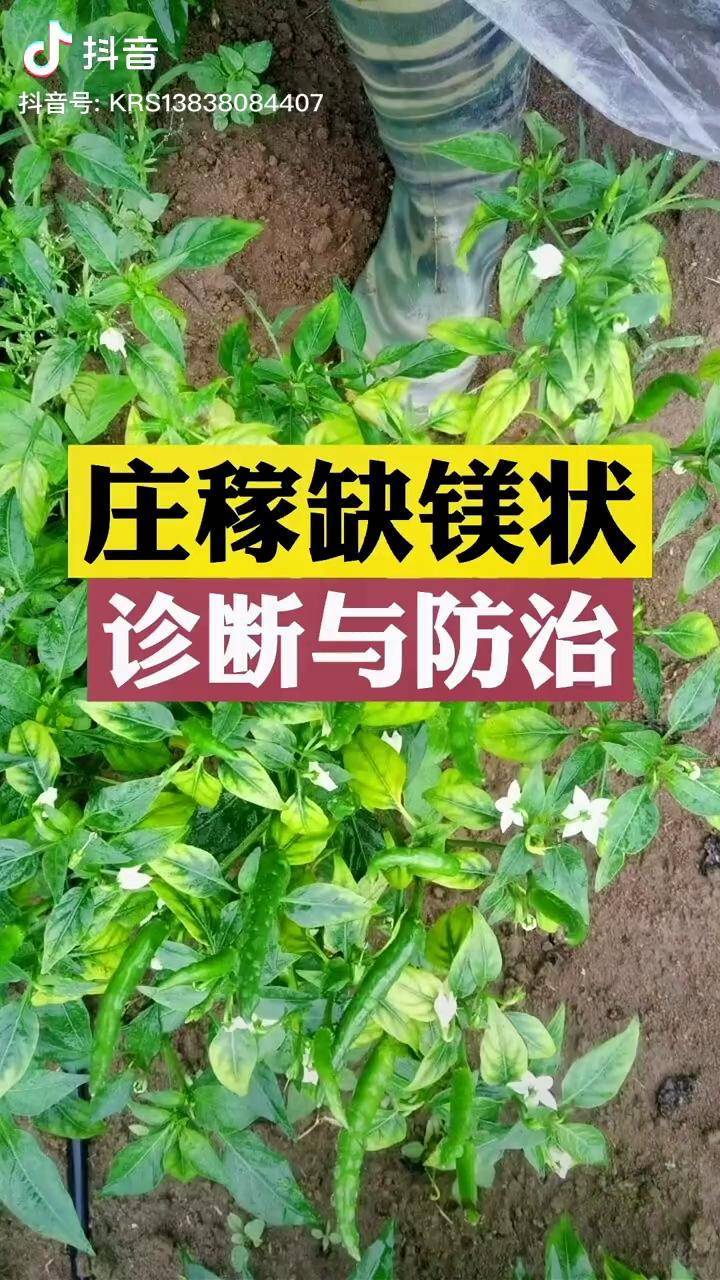 农业种植辣椒种植三农种植黄瓜缺镁抖音助农豆角