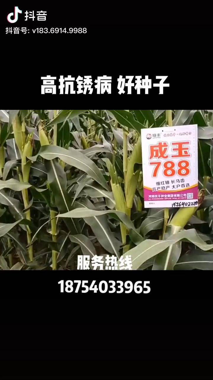 成玉788图片