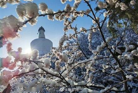 京城|好美！花朝幸见春雪瑞白共飞春华