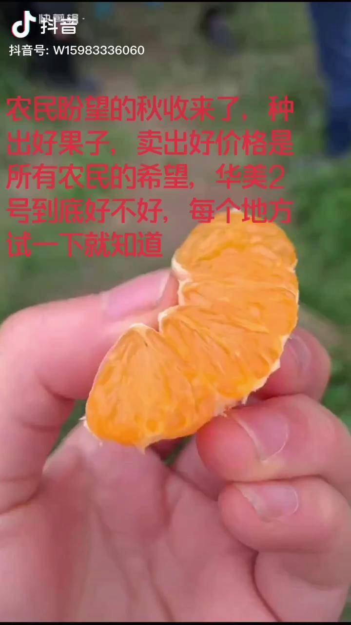 种柑的基础是诚实为人,为人做好了柑橘就种好了华美2号_为人_基础