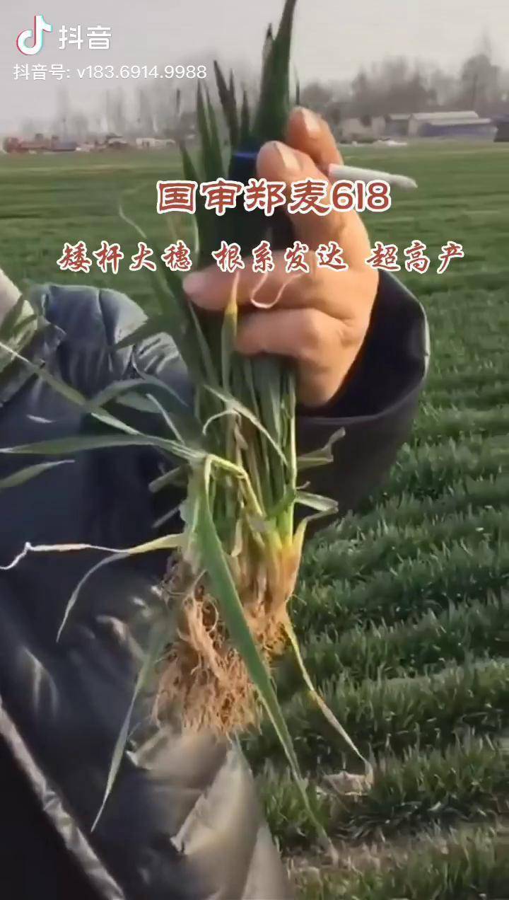 郑麦618高产小麦种子
