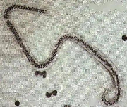 家畜_寄生虫_症状