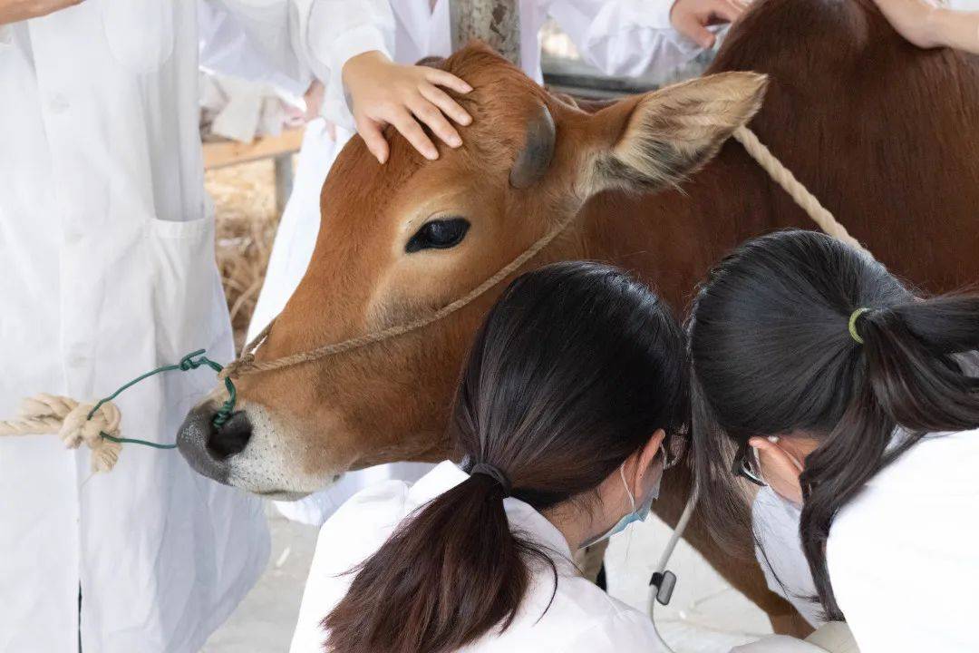 兽医学院的叶同学表示,自己仍记得在《兽医临床诊疗技术学》实验课上