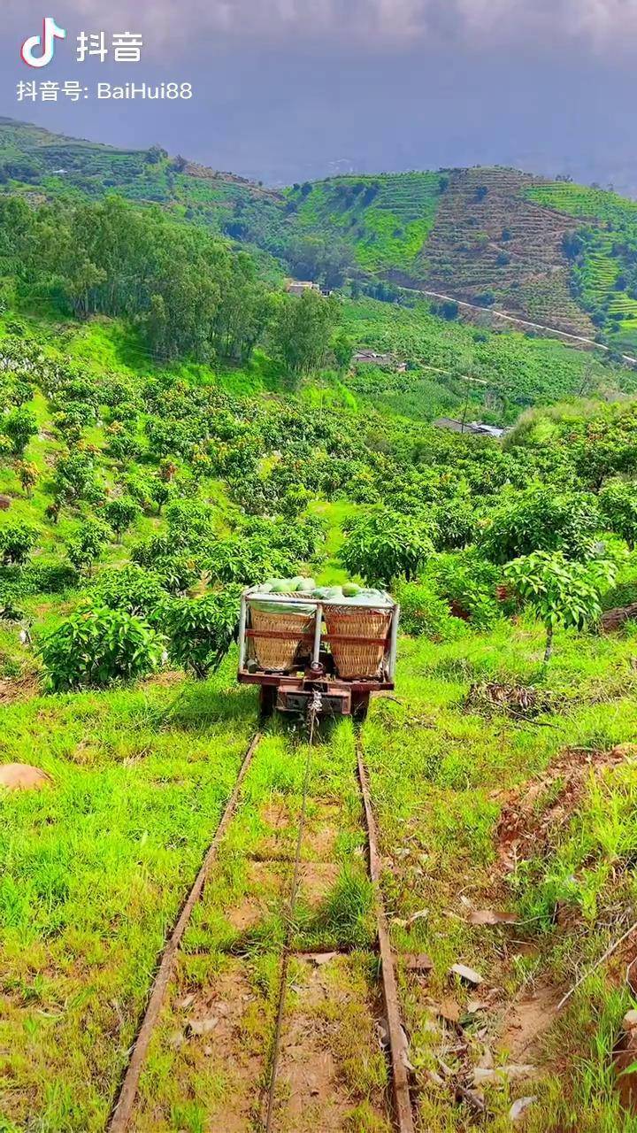 攀枝花凯特芒果