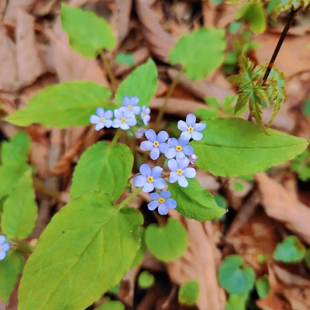 芳菲尽|隔屏有花香！快收藏这些美景，一起“云赏春”~